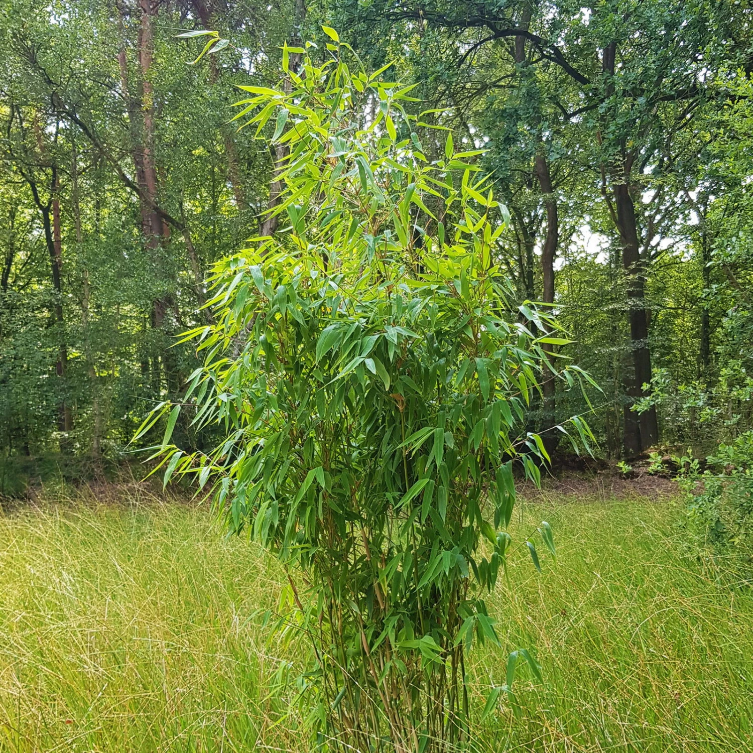 Elfenbein-Bambus 'Ivory Ibis'® (Japo 55' EU-S), 15er-Set, Höhe 80-100 Cm 5 Elfenbein-Bambus 'Ivory Ibis'® (Japo 55' EU-S), 15er-Set, Höhe 80-100 Cm – Bild 3