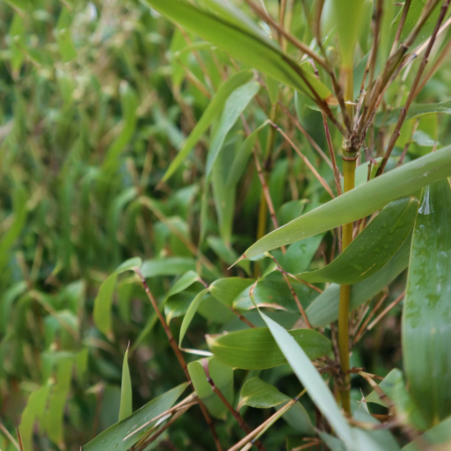 Elfenbein-Bambus 'Ivory Ibis'® (Japo 55' EU-S), 15er-Set, Höhe 80-100 Cm 6 Elfenbein-Bambus 'Ivory Ibis'® (Japo 55' EU-S), 15er-Set, Höhe 80-100 Cm – Bild 4