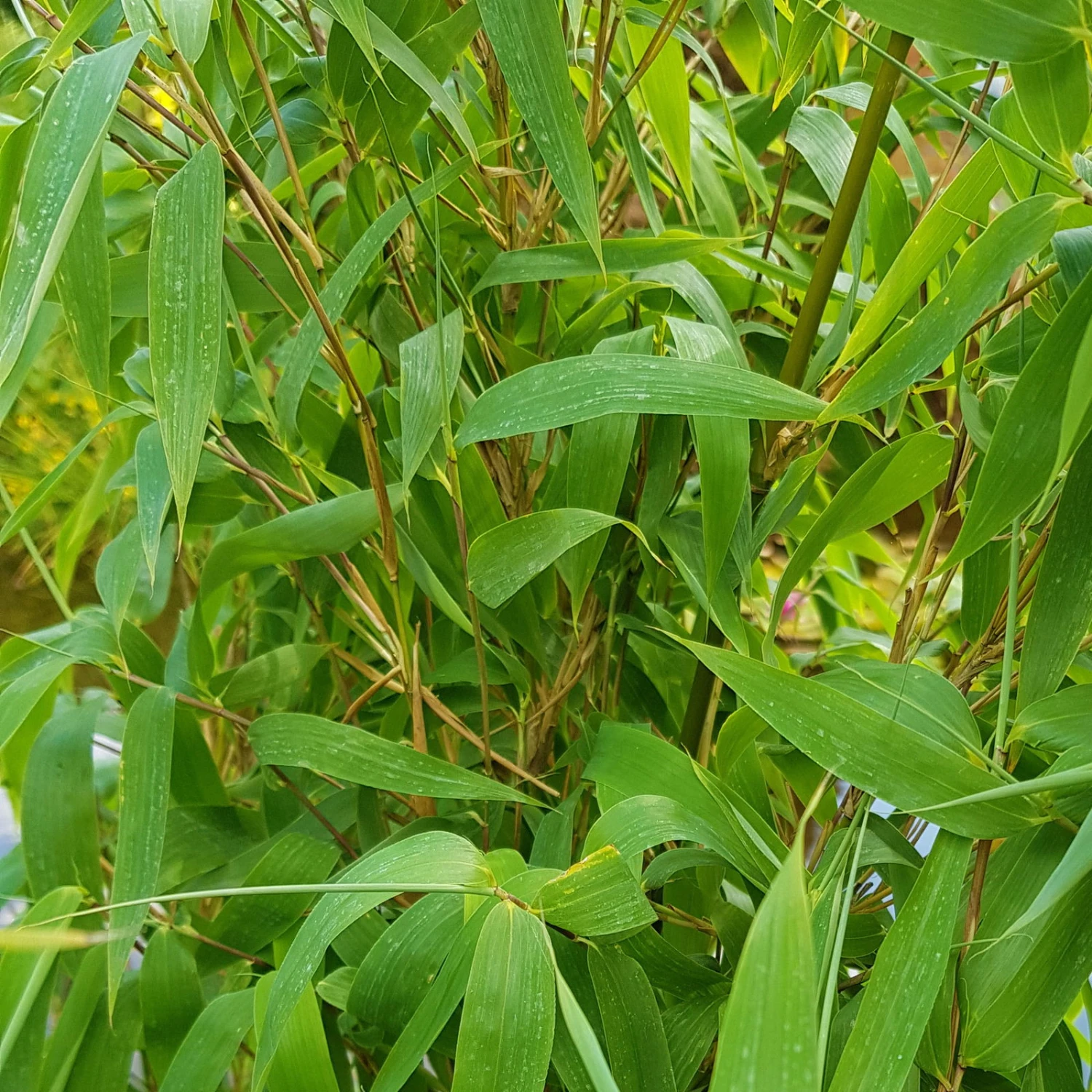 Elfenbein-Bambus 'Ivory Ibis'® (Japo 55' EU-S), Höhe 80-100 Cm, Topf 15 L 4 Elfenbein-Bambus 'Ivory Ibis'® (Japo 55' EU-S), Höhe 80-100 Cm, Topf 15 L – Bild 2