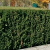 Heckeneibe Taxus Baccata 'Westerstede', 5er-Set, Höhe 30-40 Cm, Topf 3 Liter 1 Heckeneibe Taxus Baccata 'Westerstede', 5er-Set, Höhe 30-40 Cm, Topf 3 Liter -LECHUZA || Elho Verkaufsgeschäft 0430106932 35 0430350345 347 Taxus bacc Westerstede NEU 66692