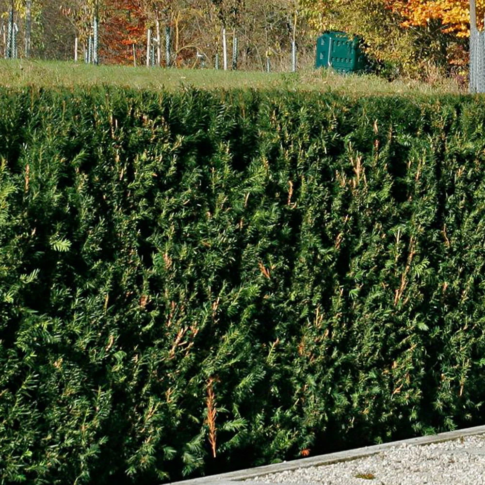 Heckeneibe Taxus Baccata 'Westerstede', 5er-Set, Höhe 30-40 Cm, Topf 3 Liter 3 Heckeneibe Taxus Baccata 'Westerstede', 5er-Set, Höhe 30-40 Cm, Topf 3 Liter