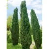 2er Set Grüne-Säuleneibe, Taxus Baccata "Fastigiata Robusta", Höhe 60-70 Cm 1 2er Set Grüne-Säuleneibe, Taxus Baccata "Fastigiata Robusta", Höhe 60-70 Cm -LECHUZA || Elho Verkaufsgeschäft 0430106951 0430106952 0430106953 0430106954 0430106955 Taxus bacc Fastigiata Robusta1 62986