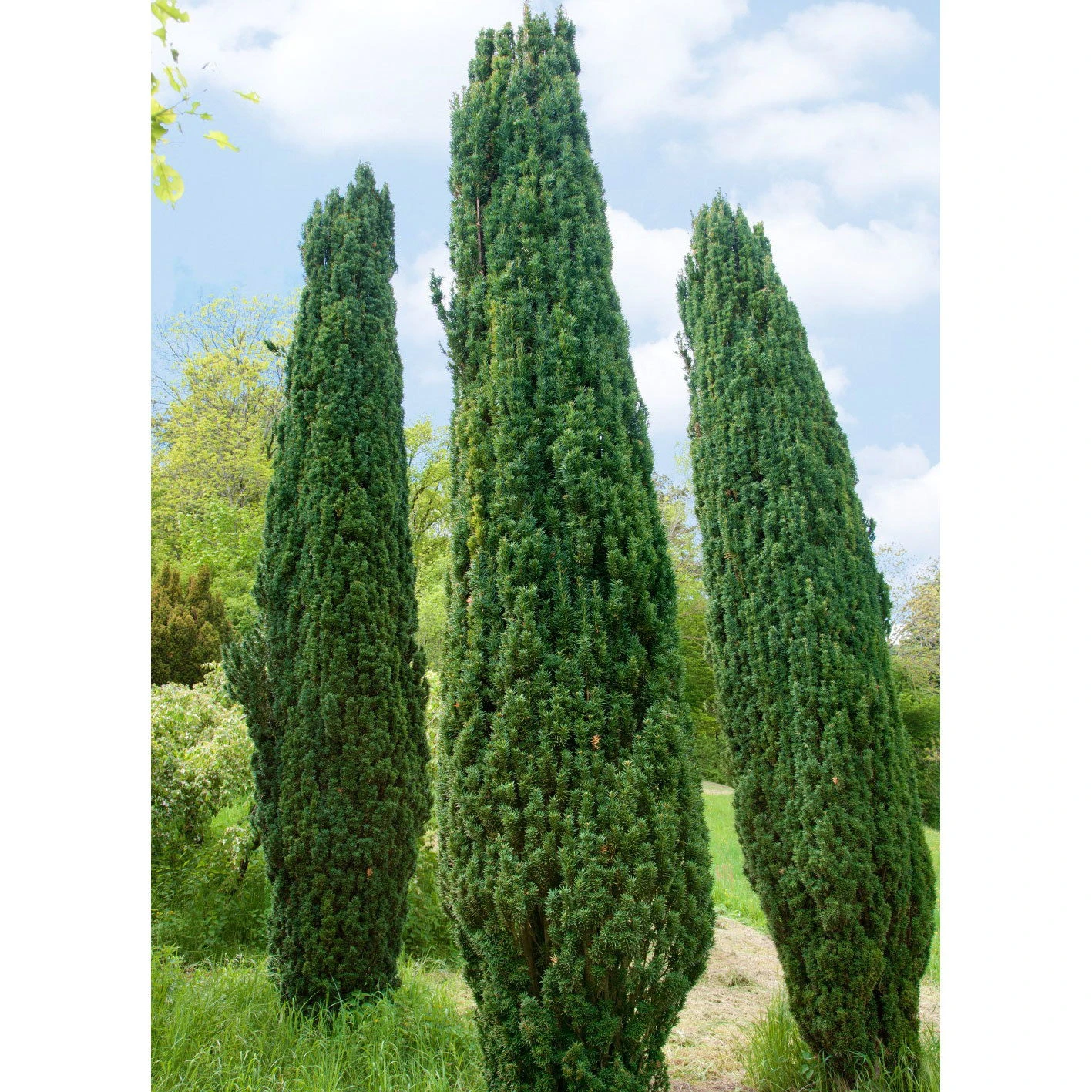2er Set Grüne-Säuleneibe, Taxus Baccata "Fastigiata Robusta", Höhe 60-70 Cm 3 2er Set Grüne-Säuleneibe, Taxus Baccata "Fastigiata Robusta", Höhe 60-70 Cm
