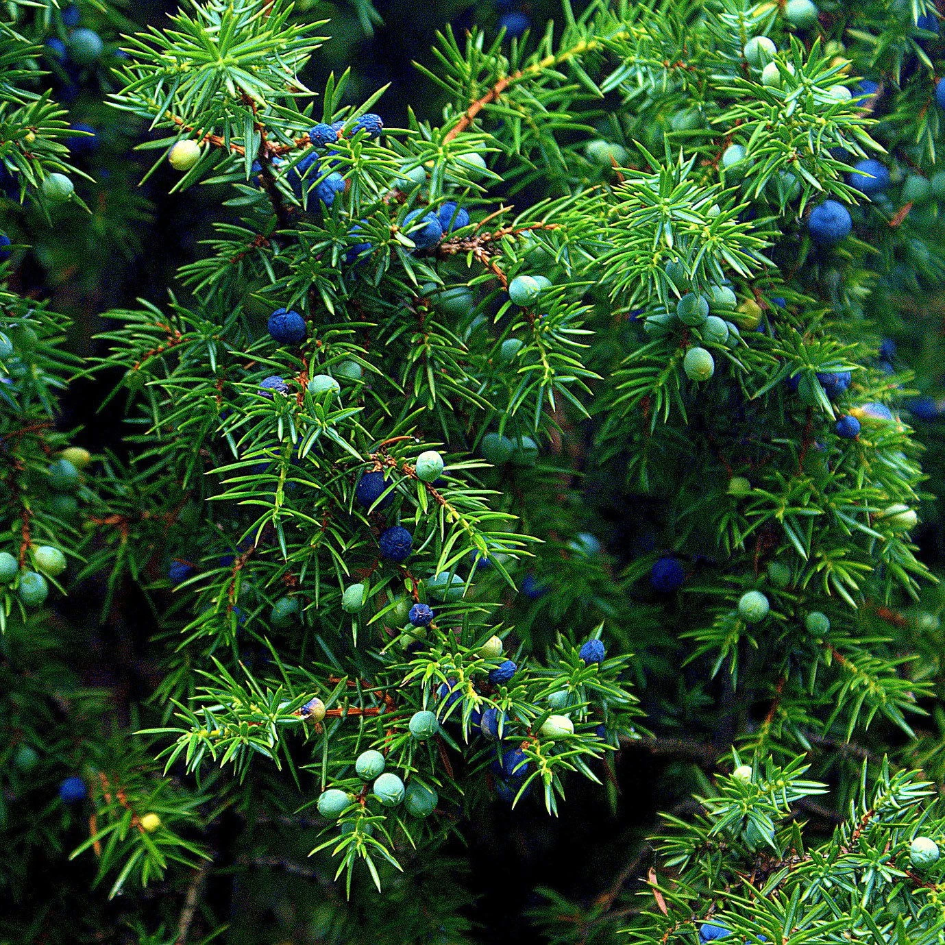 Gemeiner Wacholder, Höhe 60-70 Cm, Topf 7,5 Liter 3 Gemeiner Wacholder, Höhe 60-70 Cm, Topf 7,5 Liter