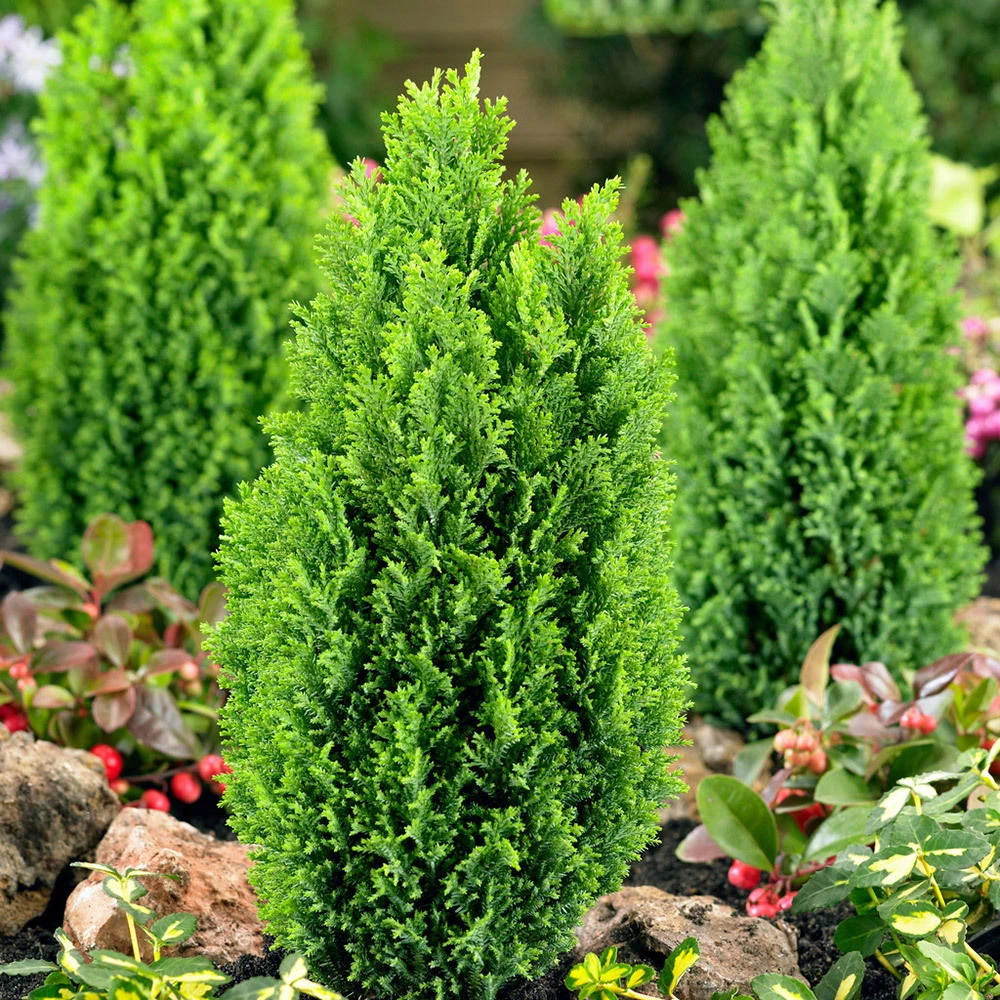 Gelbe Kegelzypresse 'Ellwood's Gold', 10er-Set, Höhe 20-30 Cm, Topf 2 Liter 3 Gelbe Kegelzypresse 'Ellwood's Gold', 10er-Set, Höhe 20-30 Cm, Topf 2 Liter