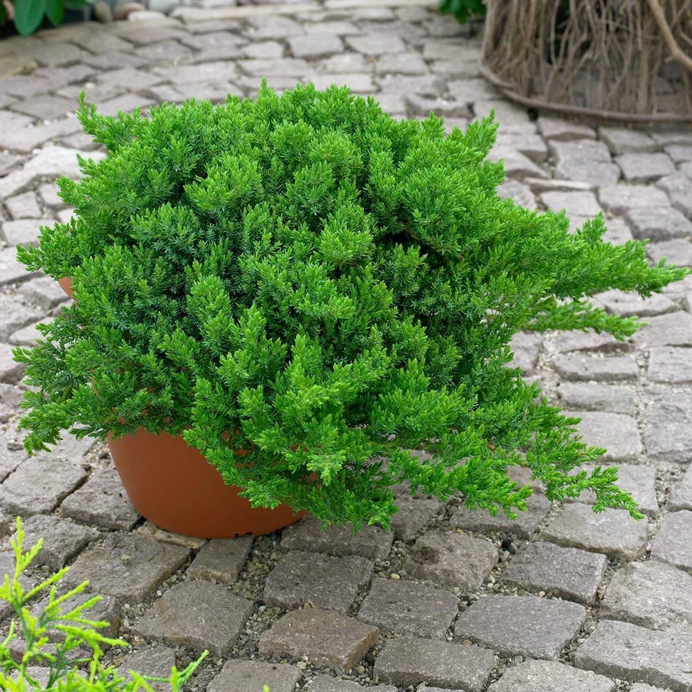 Japanischer Kriechwacholder 'Nana', 10er-Set, Höhe 20-30 Cm, Topf 2 Liter 3 Japanischer Kriechwacholder 'Nana', 10er-Set, Höhe 20-30 Cm, Topf 2 Liter