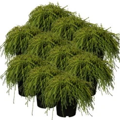 Grüne Zwerg-Fadenzypresse, 10er-Set, Höhe 15-20 Cm, Topf 2 Liter 8 Grüne Zwerg-Fadenzypresse, 10er-Set, Höhe 15-20 Cm, Topf 2 Liter -LECHUZA || Elho Verkaufsgeschäft 0430350448 Cham pis Fil Nana 10er Set 1 116105