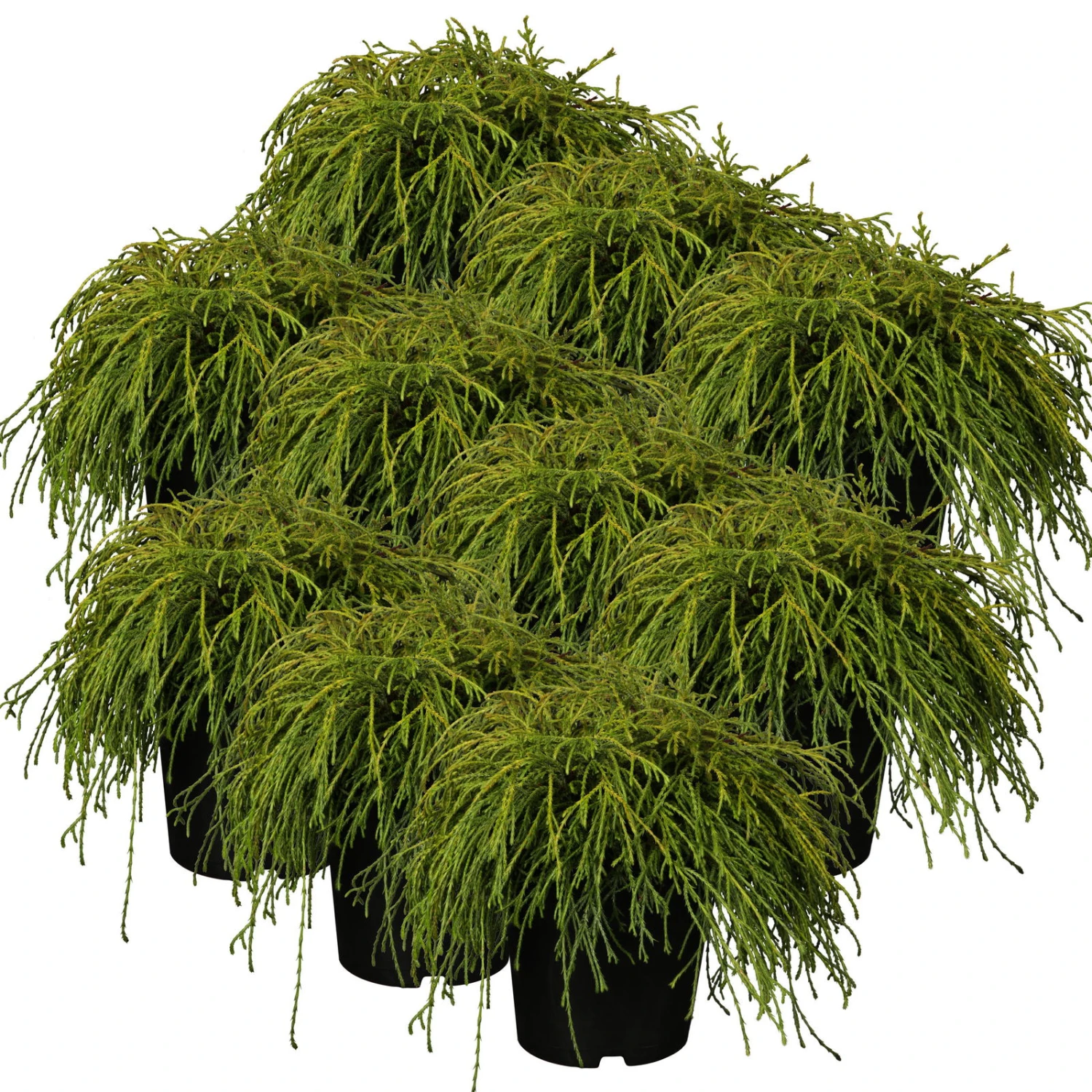 Grüne Zwerg-Fadenzypresse, 10er-Set, Höhe 15-20 Cm, Topf 2 Liter 4 Grüne Zwerg-Fadenzypresse, 10er-Set, Höhe 15-20 Cm, Topf 2 Liter – Bild 2