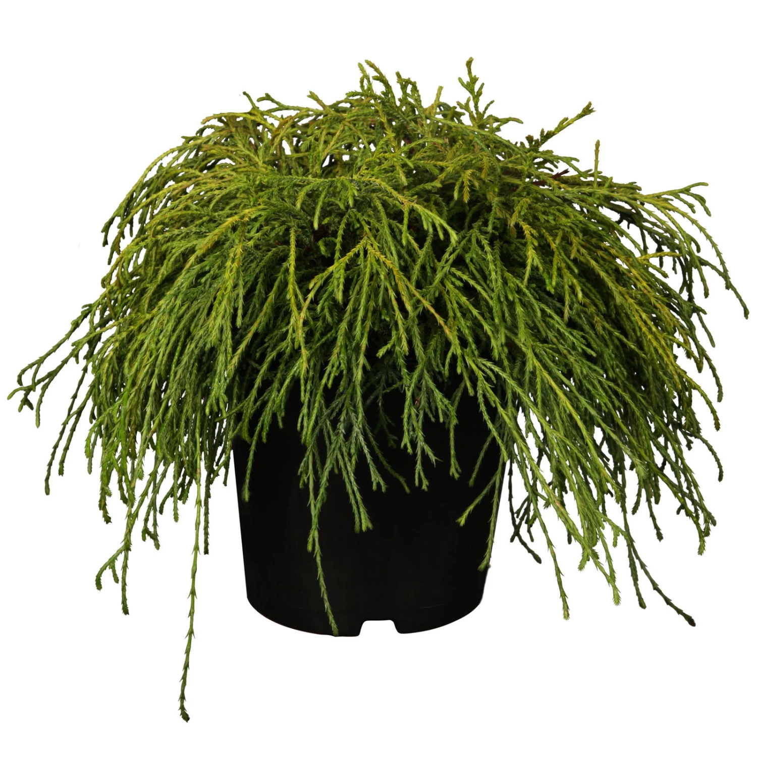 Grüne Zwerg-Fadenzypresse, 10er-Set, Höhe 15-20 Cm, Topf 2 Liter 3 Grüne Zwerg-Fadenzypresse, 10er-Set, Höhe 15-20 Cm, Topf 2 Liter