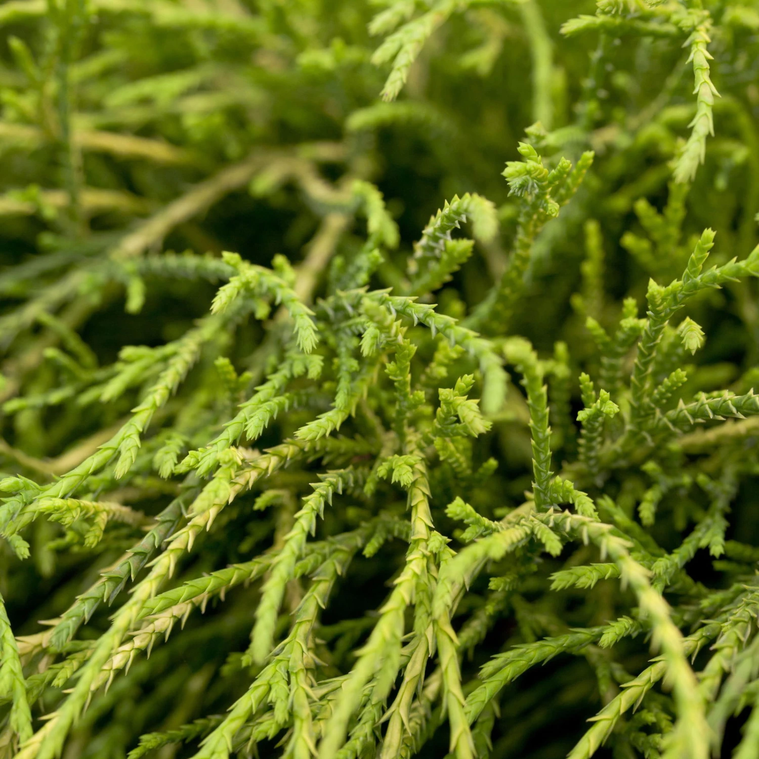 Grüne Zwerg-Fadenzypresse, 10er-Set, Höhe 15-20 Cm, Topf 2 Liter 5 Grüne Zwerg-Fadenzypresse, 10er-Set, Höhe 15-20 Cm, Topf 2 Liter – Bild 3