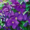 Clematis "Jackmanii", 2er-Set, Blauviolett, Höhe 60-80 Cm, Topf 2 Liter 1 Clematis "Jackmanii", 2er-Set, Blauviolett, Höhe 60-80 Cm, Topf 2 Liter -LECHUZA || Elho Verkaufsgeschäft 0440200009 Koelle Clematis Jackmanii 66529