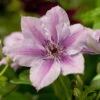 Clematis 'Nelly Moser', 2er-Set, Weißrosa, Höhe 60-80 Cm, Topf 2 Liter 1 Clematis 'Nelly Moser', 2er-Set, Weißrosa, Höhe 60-80 Cm, Topf 2 Liter -LECHUZA || Elho Verkaufsgeschäft 0440200130 Koelle Clematis Nelly Moser Co 2lt weissrosa 4 55621