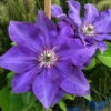 Clematis 'The President', 2er-Set, Blau, Höhe 60-80 Cm, Topf 2 Liter 2 Clematis 'The President', 2er-Set, Blau, Höhe 60-80 Cm, Topf 2 Liter -LECHUZA || Elho Verkaufsgeschäft 0440200364 Koelle Clematis The President Co 2lt dunkelblau 4 55622