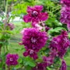 Italienische Waldrebe 'Purpurea Plena Elegans', 2er-Set, Purpurviolett 2 Italienische Waldrebe 'Purpurea Plena Elegans', 2er-Set, Purpurviolett -LECHUZA || Elho Verkaufsgeschäft 0440201135 Koelle Clematis vit Plena Elegans 2er purpurot gefuellt 114066