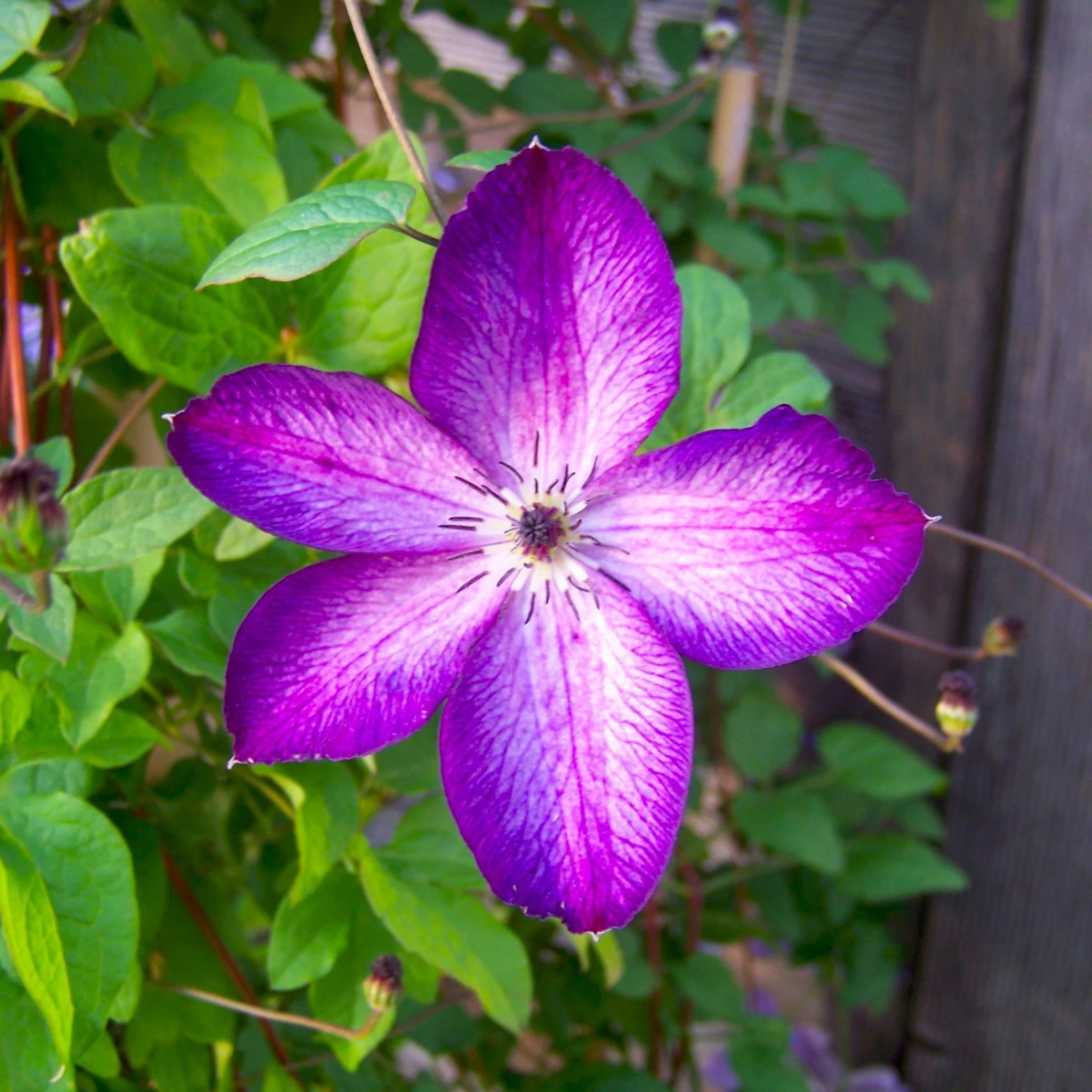 Italienische Waldrebe 'Venosa Violacea', 2er-Set, Violett Mit Weißen Streifen 3 Italienische Waldrebe 'Venosa Violacea', 2er-Set, Violett Mit Weißen Streifen