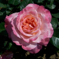Duftende Edelrose 'Augusta Luise®', Rose-aprikot, Doppelbogen, Topf 7,5 Liter -LECHUZA || Elho Verkaufsgeschäft 0460100285 Augusta Luise RGB 5925