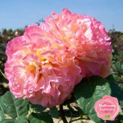 Duftende Edelrose 'Augusta Luise®', Rose-aprikot, Doppelbogen, Topf 7,5 Liter -LECHUZA || Elho Verkaufsgeschäft 0460100704 KB Augusta Luise Premium Edelrose mEinklinker Duftrosenkollektion 49443