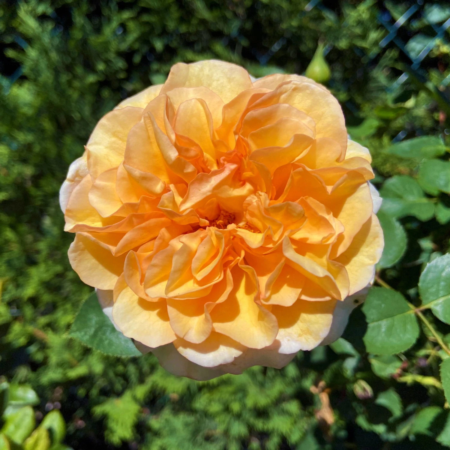 Stammrose 'Kölle's Duftsommer'®, Edelrose, Stammhöhe 60 Cm Im 7,5 Liter Topf 3 Stammrose 'Kölle's Duftsommer'®, Edelrose, Stammhöhe 60 Cm Im 7,5 Liter Topf