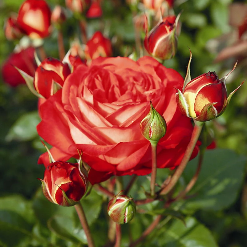 Beetrose 'Midsummer®', Orangerot-gelb, Topf 6 Liter 4 Beetrose 'Midsummer®', Orangerot-gelb, Topf 6 Liter – Bild 2