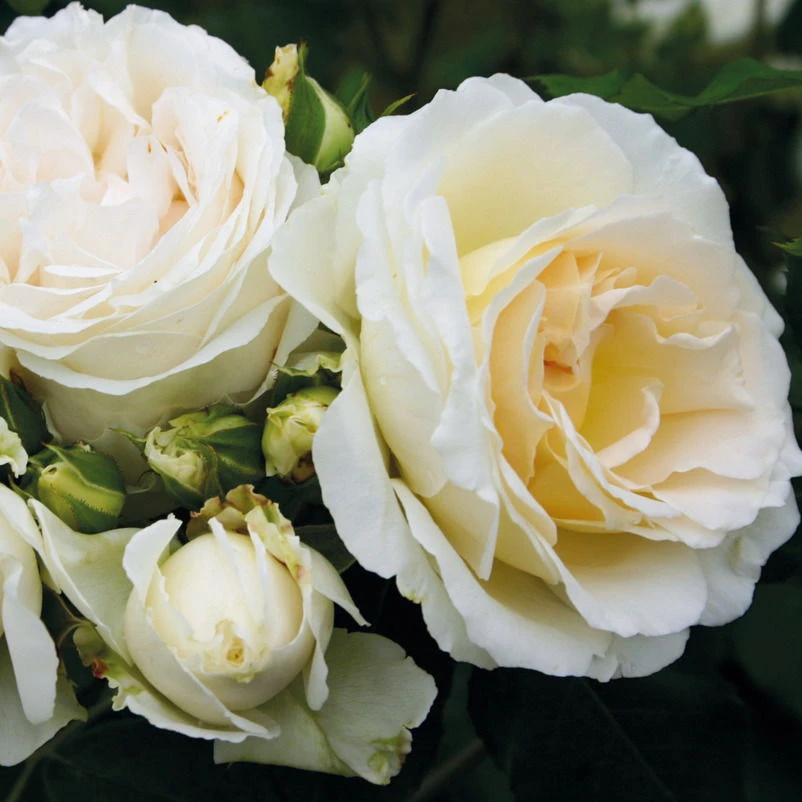 Beetrose 'Kosmos®', Cremeweiß, Topf 6 Liter 3 Beetrose 'Kosmos®', Cremeweiß, Topf 6 Liter