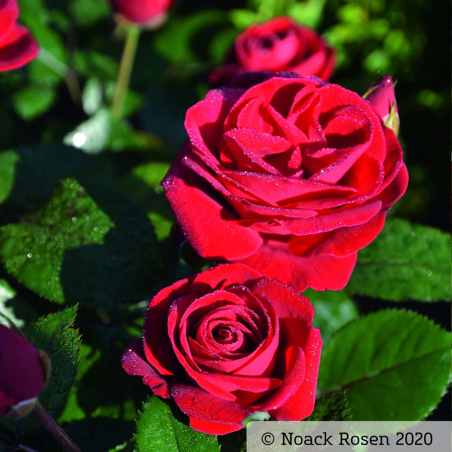 Beetrose 'Kompass'®, Rot, Doppelbogen, Topf 10 Liter 6 Beetrose 'Kompass'®, Rot, Doppelbogen, Topf 10 Liter – Bild 4