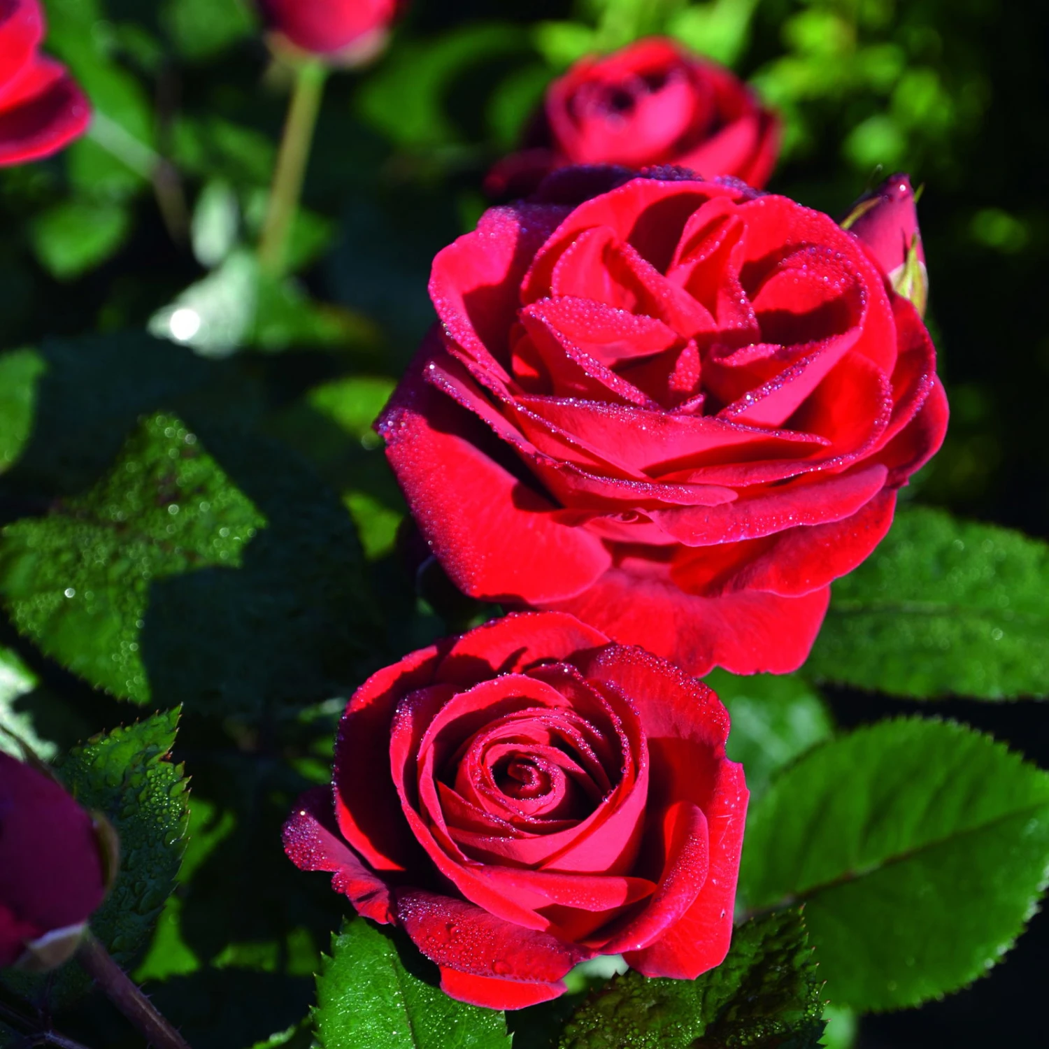 Beetrose 'Kompass'®, Rot, Doppelbogen, Topf 10 Liter 8 Beetrose 'Kompass'®, Rot, Doppelbogen, Topf 10 Liter – Bild 6