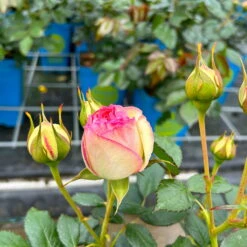 Strauchrose 'Eden Rose®', Hellrosa, Topf 6 Liter -LECHUZA || Elho Verkaufsgeschäft 0460500398 Eden Rose Strauchrose weissrosa 3 126479