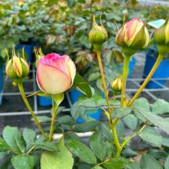 Strauchrose 'Eden Rose®', Hellrosa, Topf 6 Liter -LECHUZA || Elho Verkaufsgeschäft 0460500398 Eden Rose Strauchrose weissrosa 4 126480