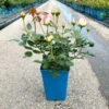 Strauchrose 'Eden Rose®', Hellrosa, Topf 6 Liter 2 Strauchrose 'Eden Rose®', Hellrosa, Topf 6 Liter -LECHUZA || Elho Verkaufsgeschäft 0460500398 Eden Rose Strauchrose weissrosa 6 126478