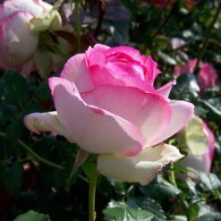 Strauchrose 'Eden Rose®', Hellrosa, Topf 6 Liter -LECHUZA || Elho Verkaufsgeschäft 0460500398 Eden Rose RGB 5901