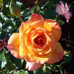 Strauchrose 'Sahara®', Goldgelb Bis Bronzerot, Topf 6 Liter