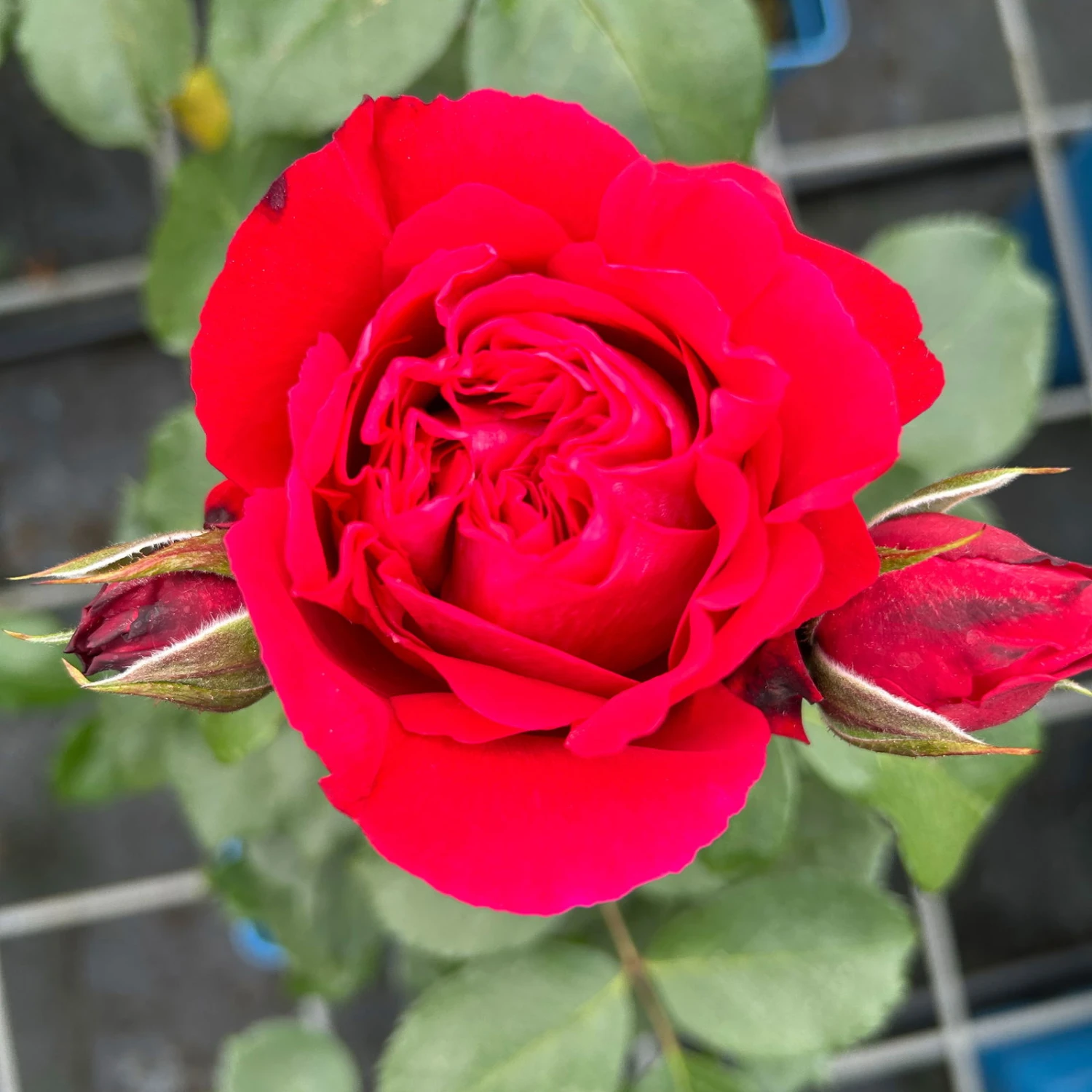 Duftende Strauchrose 'Elbjuwel'® (Meiprehmyr), Karminrot, Topf 6 Liter 4 Duftende Strauchrose 'Elbjuwel'® (Meiprehmyr), Karminrot, Topf 6 Liter – Bild 2