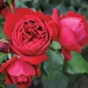 Duftende Strauchrose 'Elbjuwel'® (Meiprehmyr), Karminrot, Topf 6 Liter -LECHUZA || Elho Verkaufsgeschäft 0460500424 KB Elbjuwel Premium Strauchrose Co6lt karminrot 40370