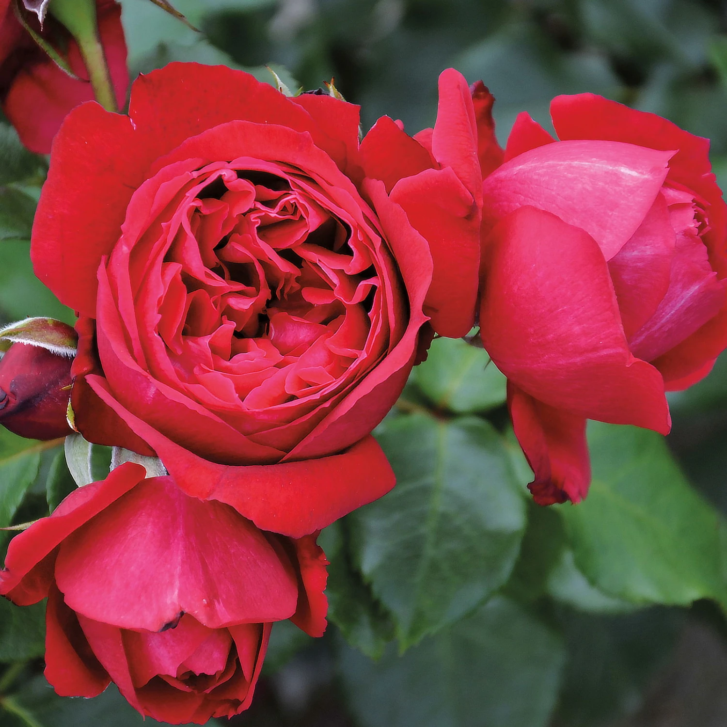 Duftende Strauchrose 'Elbjuwel'® (Meiprehmyr), Karminrot, Topf 6 Liter 3 Duftende Strauchrose 'Elbjuwel'® (Meiprehmyr), Karminrot, Topf 6 Liter