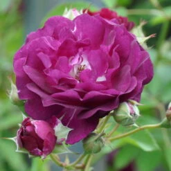 Kletterrose 'Rosengarten Zweibrücken®', Purpur-violett, Topf 6 Liter -LECHUZA || Elho Verkaufsgeschäft 0460600371 Rosengarten Zweibruecken RGB 6055