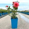 Duftende Kletterrose 'Schloss Bad Homburg®', Lachsrosa, Topf 6 Liter 1 Duftende Kletterrose 'Schloss Bad Homburg®', Lachsrosa, Topf 6 Liter -LECHUZA || Elho Verkaufsgeschäft 0460600373 Schloss Bad Homburg Kletterrose lachsrosa 2 126485