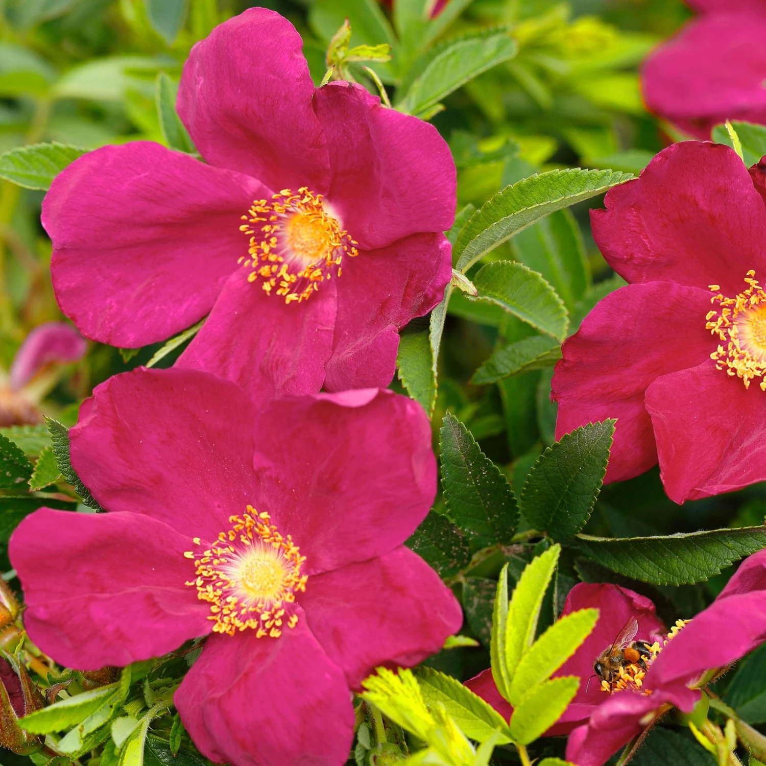 Kleinstrauchrose 'Strandperle® Amrum', Pink, Topf 6 Liter 4 Kleinstrauchrose 'Strandperle® Amrum', Pink, Topf 6 Liter – Bild 2