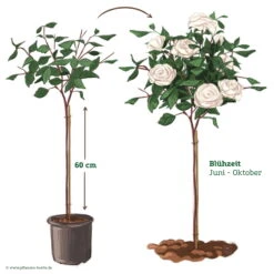Stammrose 'Die Rose Ihrer Majestät'® (Beainesza), Stammhöhe 60cm Im 7,5 Lt Topf 9 Stammrose 'Die Rose Ihrer Majestät'® (Beainesza), Stammhöhe 60cm Im 7,5 Lt Topf -LECHUZA || Elho Verkaufsgeschäft 046080 Rosenstamm weiss 122136