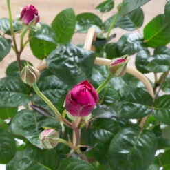 Duftende Edelrose 'Laudatio'®, Purpur-pinkviolett, Doppelbogen, Topf 7,5 Liter 11 Duftende Edelrose 'Laudatio'®, Purpur-pinkviolett, Doppelbogen, Topf 7,5 Liter -LECHUZA || Elho Verkaufsgeschäft 0460851102 laudatio 1 124803