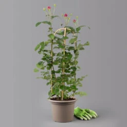 Duftende Edelrose 'Laudatio'®, Purpur-pinkviolett, Doppelbogen, Topf 7,5 Liter 10 Duftende Edelrose 'Laudatio'®, Purpur-pinkviolett, Doppelbogen, Topf 7,5 Liter -LECHUZA || Elho Verkaufsgeschäft 0460851102 laudatio 2 125114