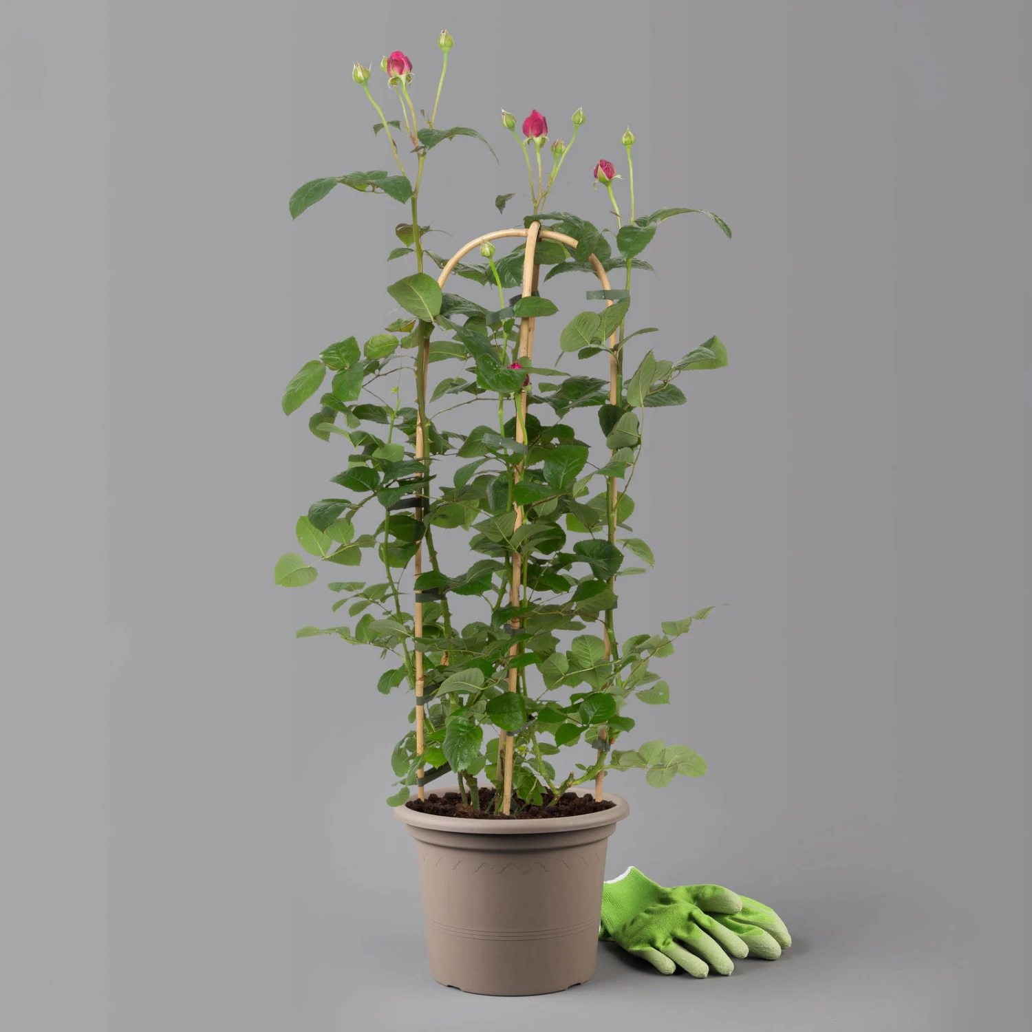 Duftende Edelrose 'Laudatio'®, Purpur-pinkviolett, Doppelbogen, Topf 7,5 Liter 4 Duftende Edelrose 'Laudatio'®, Purpur-pinkviolett, Doppelbogen, Topf 7,5 Liter – Bild 2