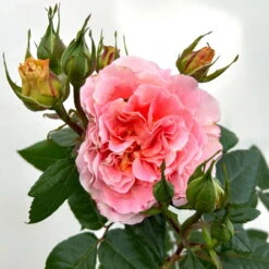 Duftende Edelrose 'Augusta Luise®', Rose-aprikot, Doppelbogen, Topf 7,5 Liter -LECHUZA || Elho Verkaufsgeschäft 0460851103 rose augusta luise premium doppelbogen 6 124626