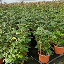 Duftende Edelrose 'Augusta Luise®', Rose-aprikot, Doppelbogen, Topf 7,5 Liter -LECHUZA || Elho Verkaufsgeschäft 0460851103 rose augusta luise premium doppelbogen 8 124625