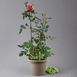 Duftende Edelrose 'Augusta Luise®', Rose-aprikot, Doppelbogen, Topf 7,5 Liter -LECHUZA || Elho Verkaufsgeschäft 0460851103 rose augusta luise premium doppelbogen t 125116