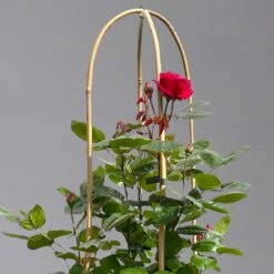 Beetrose 'Kompass'®, Rot, Doppelbogen, Topf 10 Liter 17 Beetrose 'Kompass'®, Rot, Doppelbogen, Topf 10 Liter -LECHUZA || Elho Verkaufsgeschäft 0460851126 beetrose kompass doppelbogen 1 124101