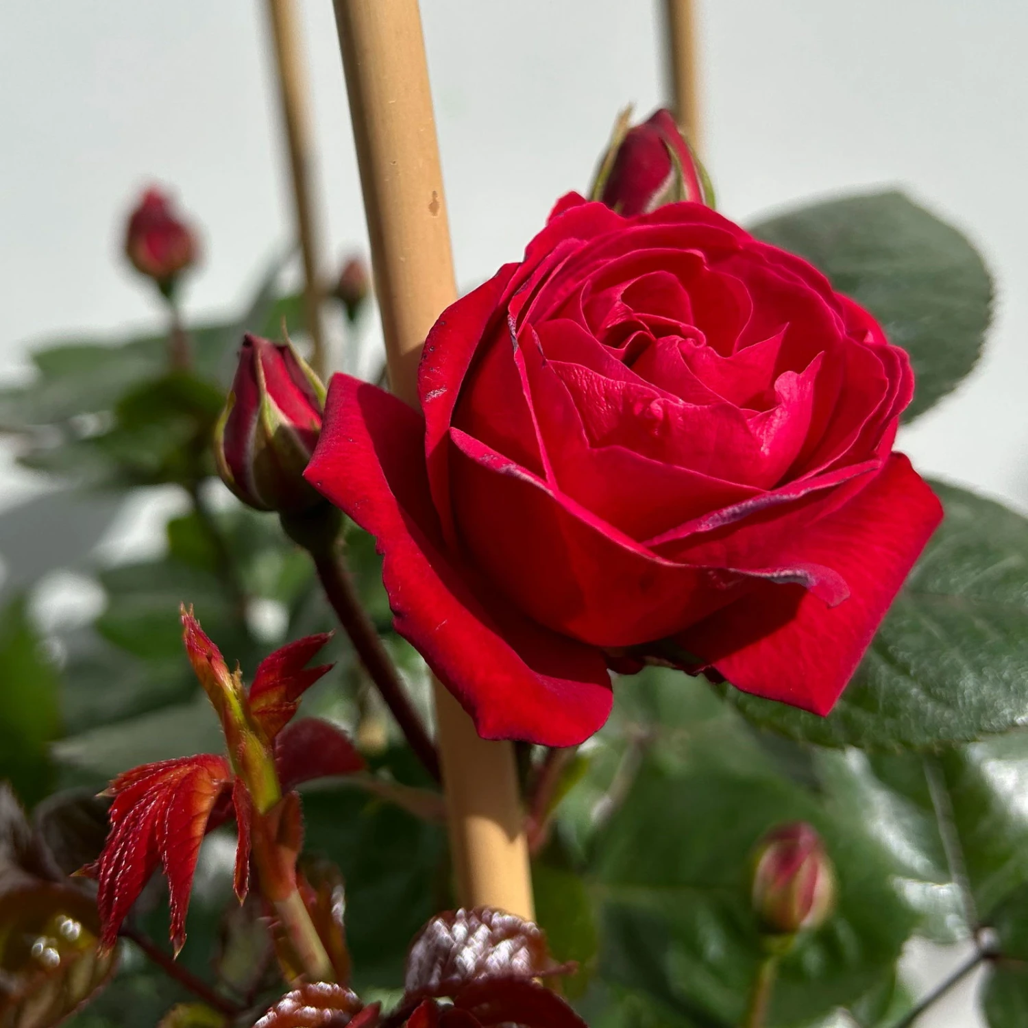 Beetrose 'Kompass'®, Rot, Doppelbogen, Topf 10 Liter 4 Beetrose 'Kompass'®, Rot, Doppelbogen, Topf 10 Liter – Bild 2