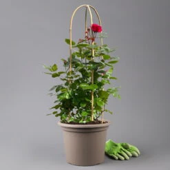 Beetrose 'Kompass'®, Rot, Doppelbogen, Topf 10 Liter