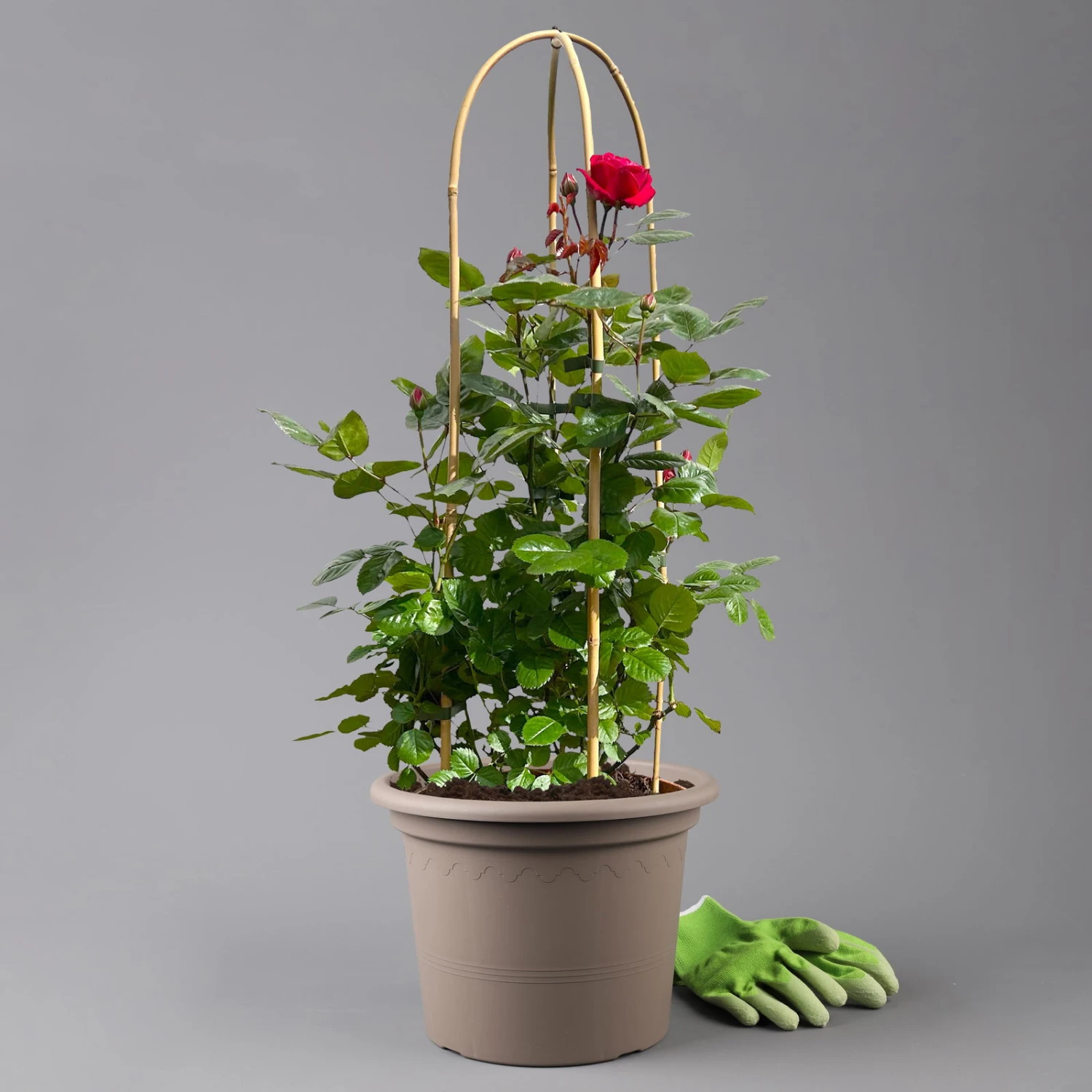 Beetrose 'Kompass'®, Rot, Doppelbogen, Topf 10 Liter 3 Beetrose 'Kompass'®, Rot, Doppelbogen, Topf 10 Liter