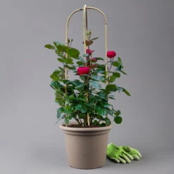 Beetrose 'Kompass'®, Rot, Doppelbogen, Topf 10 Liter 19 Beetrose 'Kompass'®, Rot, Doppelbogen, Topf 10 Liter -LECHUZA || Elho Verkaufsgeschäft 0460851126 rose kompass premium doppelbogen 3 125119