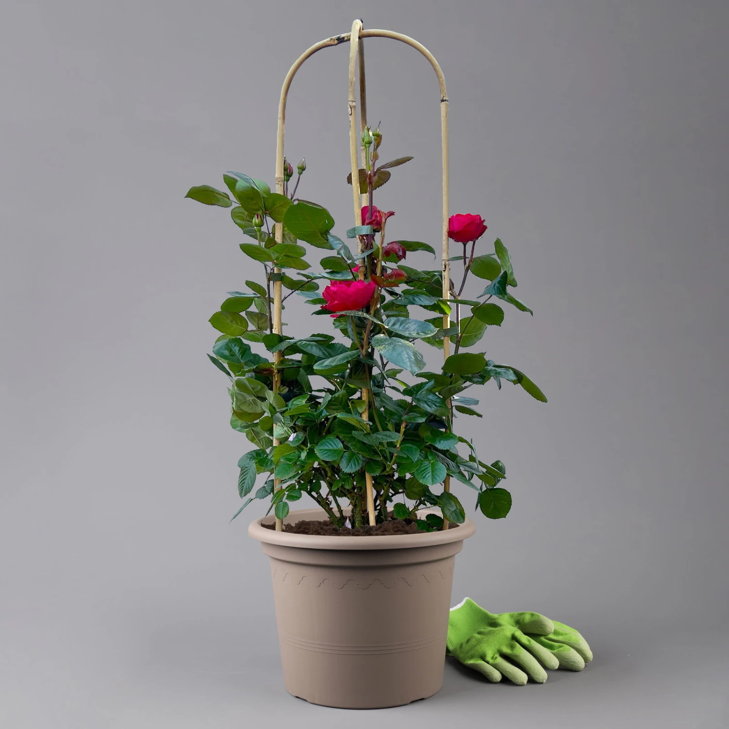 Beetrose 'Kompass'®, Rot, Doppelbogen, Topf 10 Liter 7 Beetrose 'Kompass'®, Rot, Doppelbogen, Topf 10 Liter – Bild 5